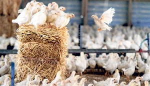 Inside the Armstrong chicken coop.