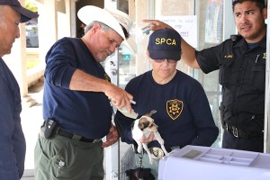 Humane Society enforcement personnel checking animals.