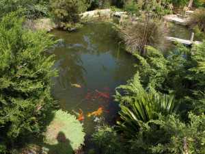 Koi in 2003; they were eaten by predators later.