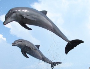 sar and kar are the names of the dolphinso