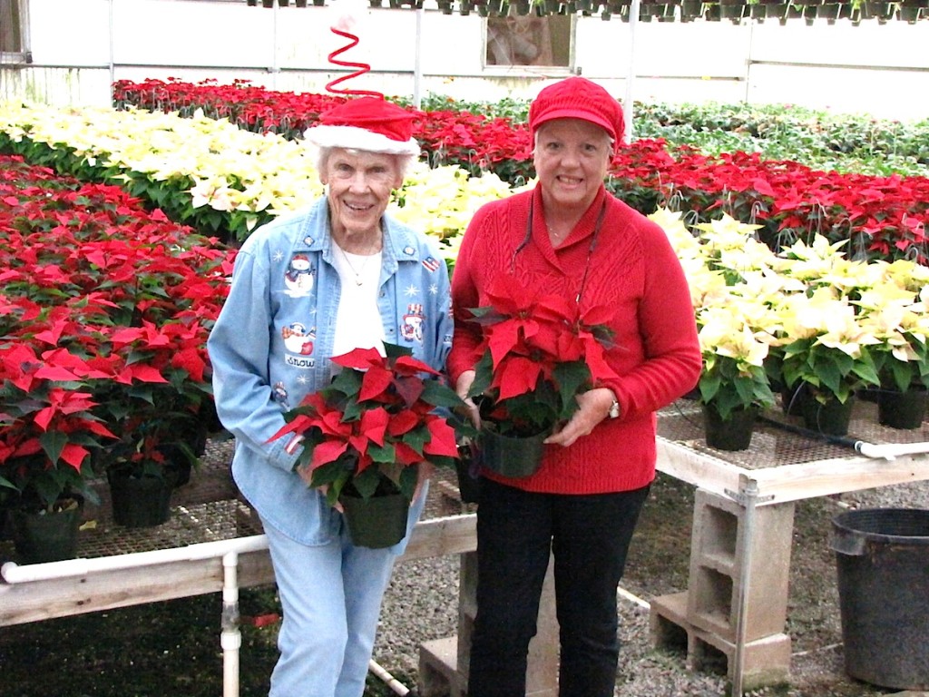 Dos Valles does poinsettias.