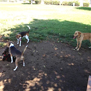 Hanging around the dog park.