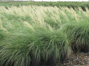 Bull Muhly Grass.