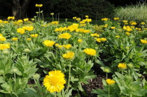 Yellow Basket Flowers