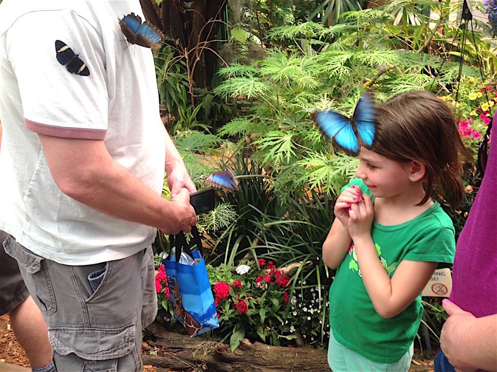 Butterflies at the Jungle.