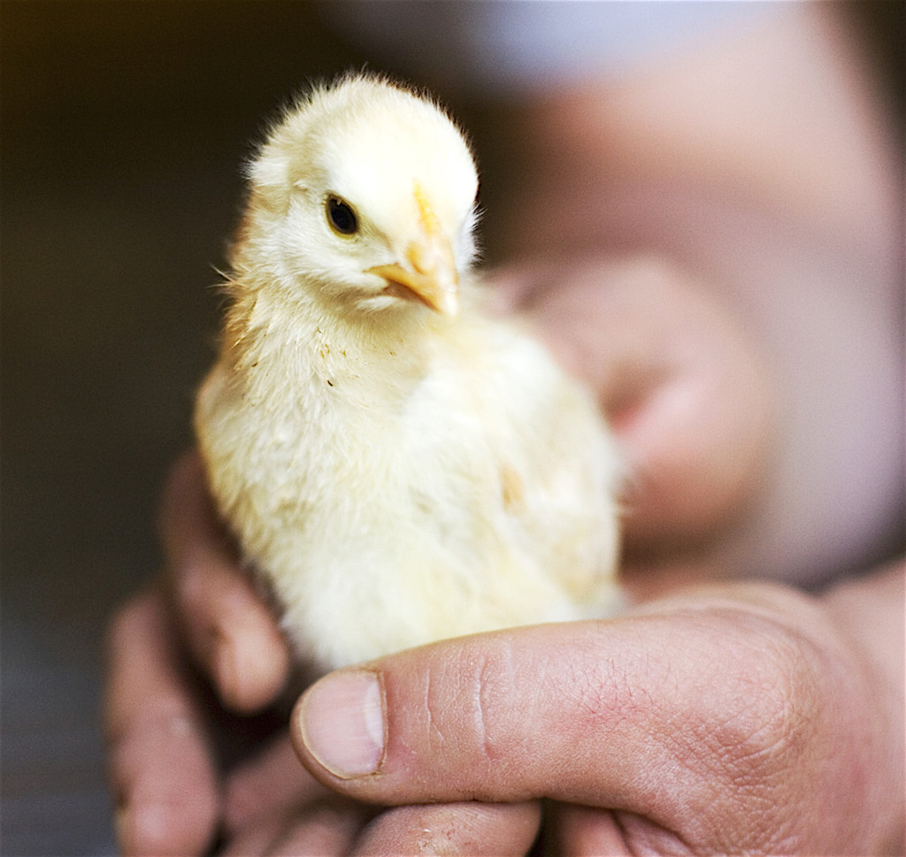 Chick in the hand is worth...