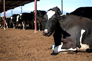 Don;t have a cow, come to the California Grown exhibit at the Fair.