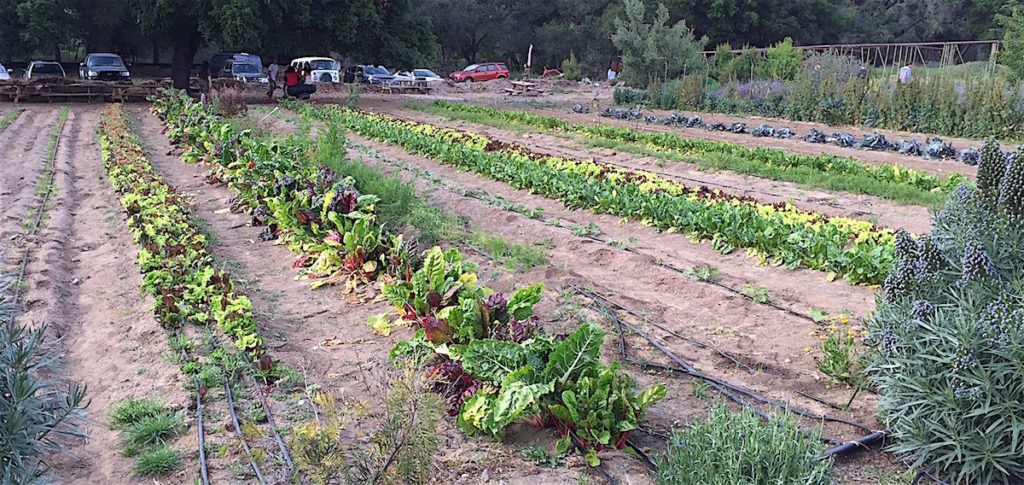 Growing fields.