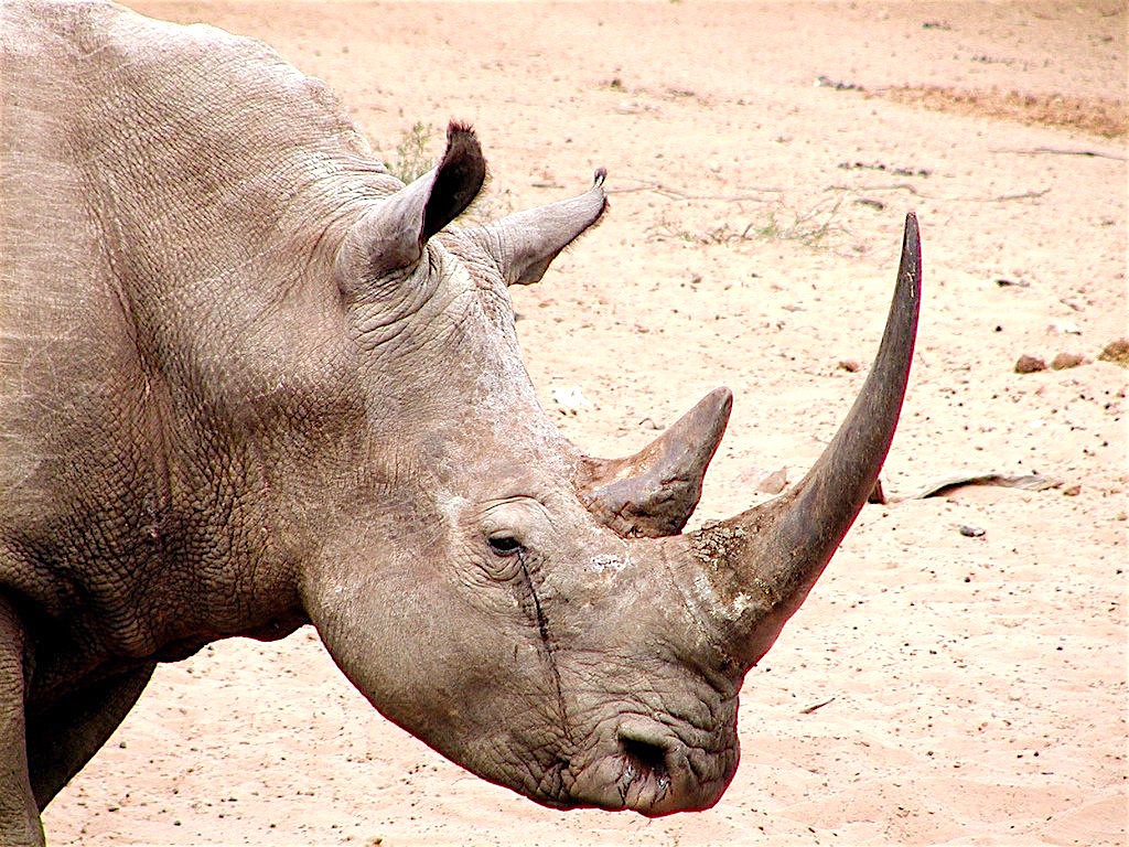 Rhino horn is the EXACT same substance as toenails and hair, according to US Fish and Wildlife officials.