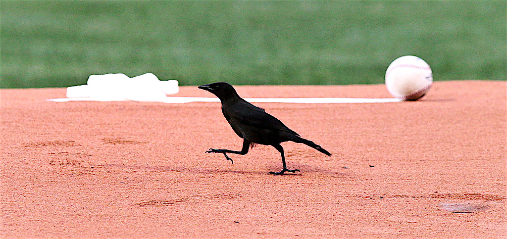 June 12, 1970: Pirates' Dock Ellis throws a no-hitter – Society for  American Baseball Research