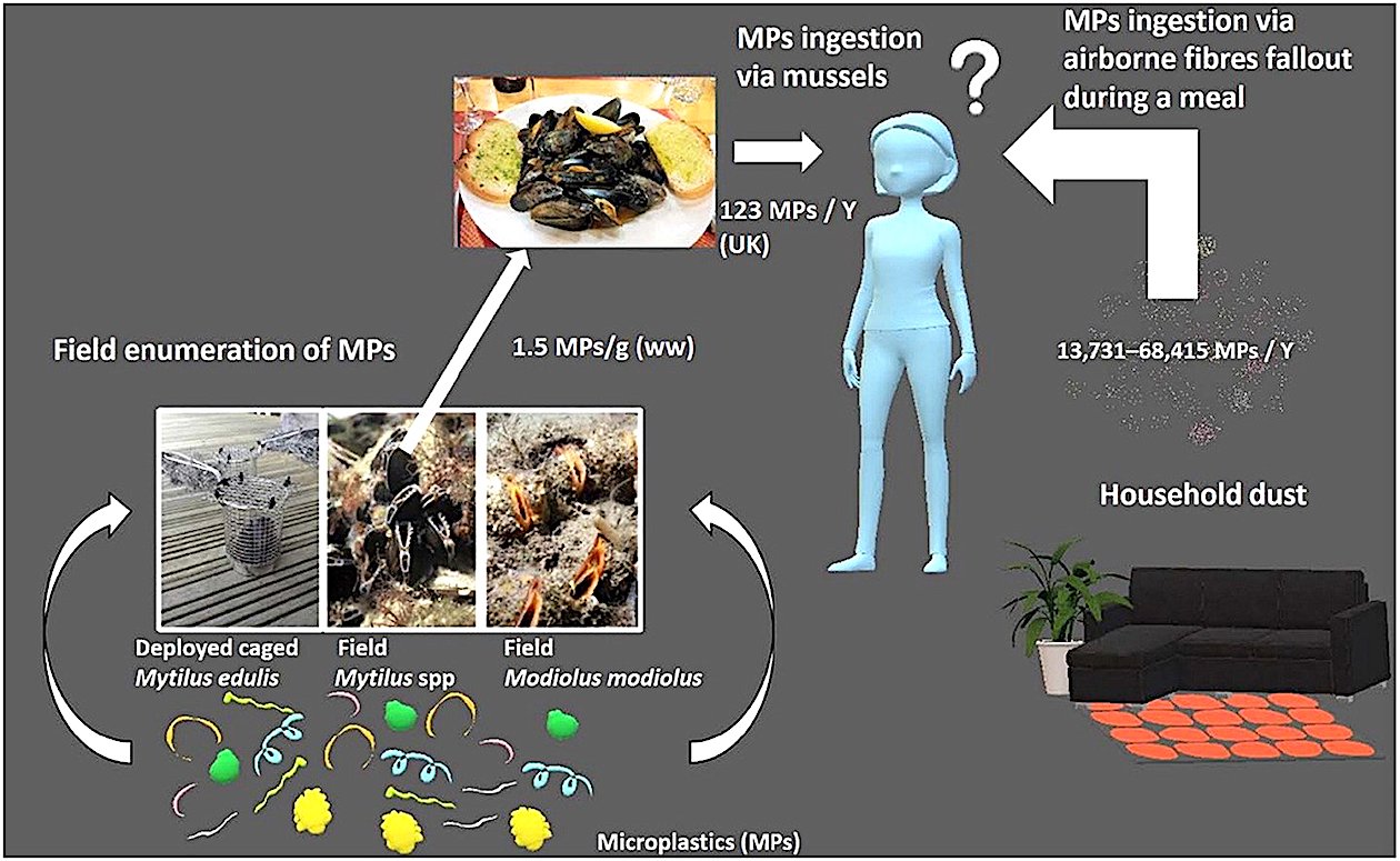 Microplastics Everywhere; In Our Bodies, Too | Escondido Grapevine