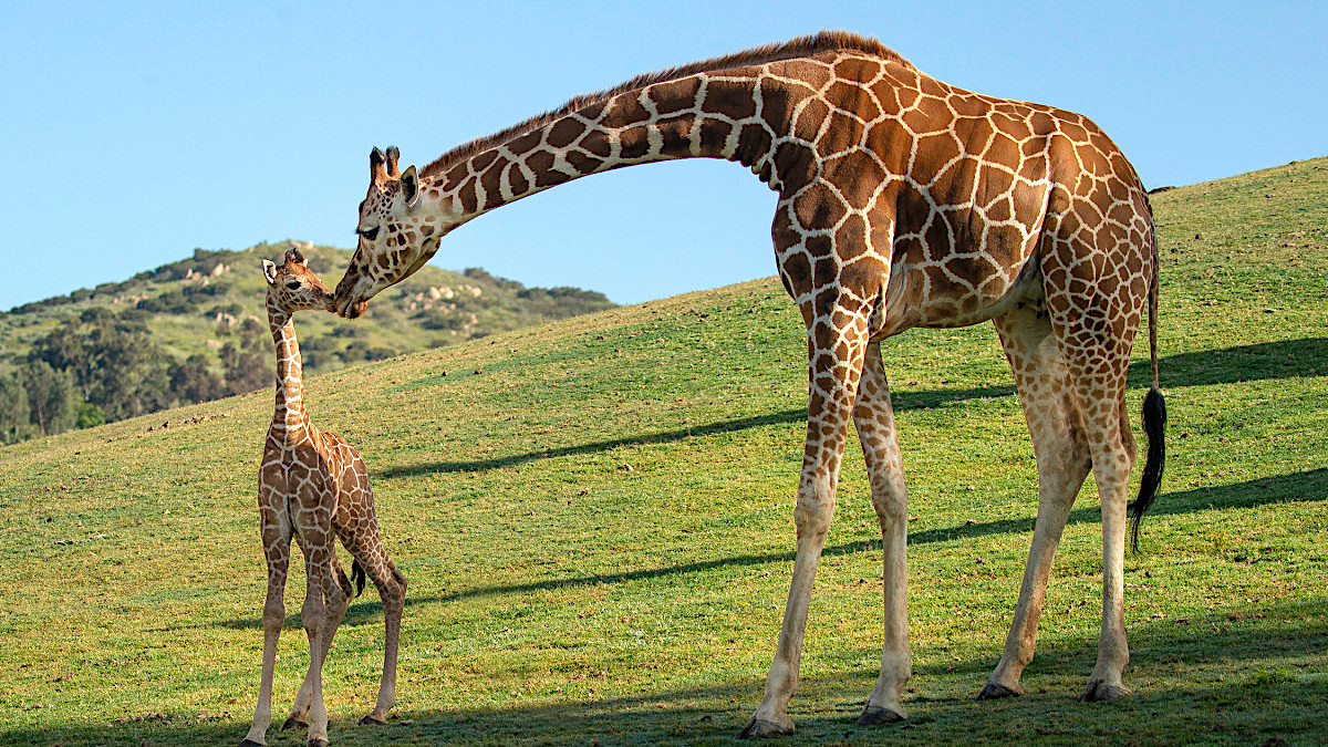 Baby Giraffe Named At SD Zoo Safari Park | Escondido Grapevine